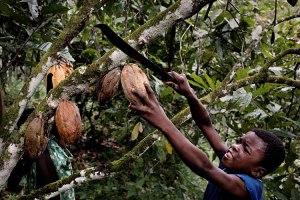 http://img.geo.de/div/image/70309/kinderarbeit-kakao-afrika-gross.jpg