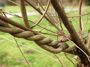 ARCHE-Foto-Keltern-Weiler-Ettlingen-Horbachtal-Spiel-der-Natur_