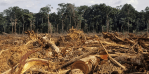 1359_Deforestation-Amazon-1024x667_1_460x230